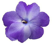 Watercolor Violets Flower  Purple. Flower Isolated On A White Background. No Shadows With Clipping Path. Close-up. Nature.