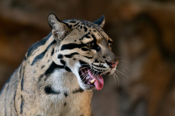 Sticker - Clouded Leopard close up portrait