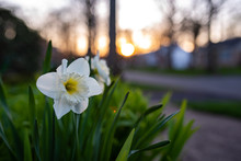 Daffodils In Bloom