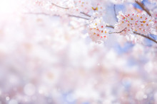 Cherry Blossom  Flower In Spring For Background Or Copy Space For Text