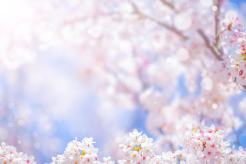 Cherry blossom  flower in spring for background or copy space for text