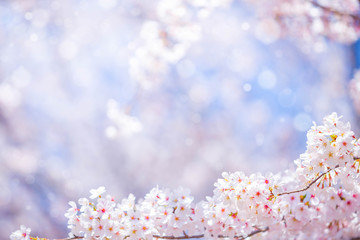  Cherry blossom  flower in spring for background or copy space for text
