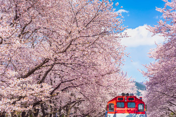 Cherry blossom in spring in Korea is the popular viewing spot, jinhae South Korea.