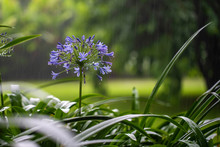 Agapanthus Praecox, Blue Lily Flower During Tropical Rain, Close Up. African Lily Or Lily Of The Nile Is Popular Garden Plant In Amaryllidaceae Family. Tanzania, Africa