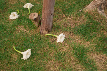 Poster - dead tree in the field