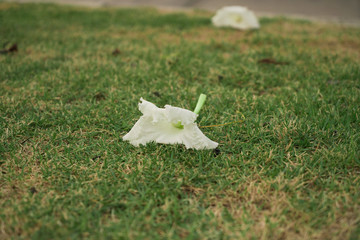 Sticker - White flowers fell on the walkway.