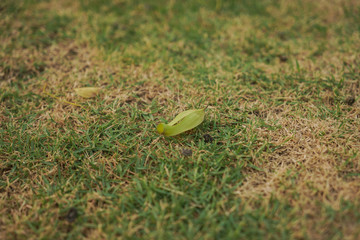 Canvas Print - green leaf on the ground