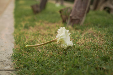 Poster - White flowers fell on the walkway.