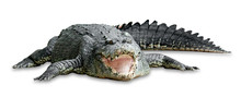 Old Crocodile Isolated On White Background ,include Clipping Path