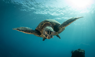 Wall Mural - Green sea turtle hovers on the west side of maui and comes up or a breath over a sunken pier