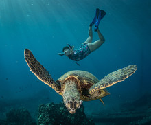 Green Sea Turtle Hovers On The West Side Of Maui And Comes Up Or A Breath Over A Sunken Pier