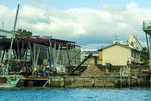 Oyster Processing In Hiroshima, Famous Of Its Oysters