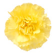 a yellow carnation