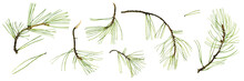 Pine Branches With Green Needles