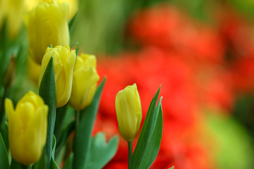 Wall Mural - Beautiful tulip flowers with blured background in the garden.