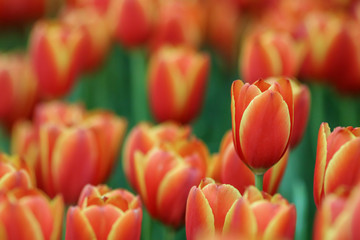 Wall Mural - Beautiful tulip flowers with blured background in the garden. Orange tulip flowers. Selective focus.