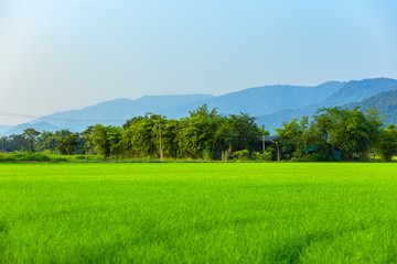 Wall Mural - Agriculture green rice field under blue sky and mountain back at contryside. farm, growth and agriculture concept.