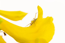 Close Up Spider  On A Yellow Flowers Isolated On White Background   Macro 
