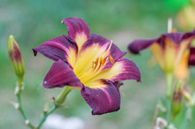 Purple Daylily In The Garden