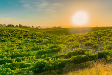 The Sun And It's Rays Shine On  A Temecula California Vineyard At Sunset.