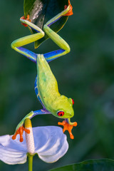 Canvas Print - Red-eyed Tree Frog, Agalychnis callidryas, sitting on the green leave in tropical forest in Costa Rica.