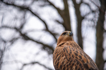 Wall Mural - Buzzard buteo close up portrait raptor bird