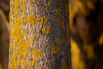 Closeup of a tree trunk with yellow moss on a sunny day. Wood texture.