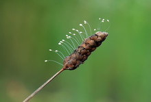 The Egg Of Lacewings