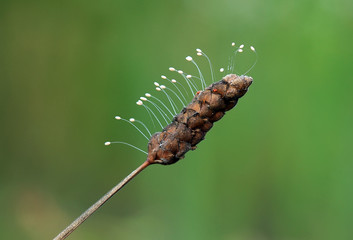 Wall Mural - The Egg of Lacewings