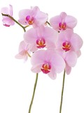 Fototapeta Storczyk - pretty pink orchid Phalaenopsis close up isolated