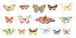 Butterfly watercolor illustration.Manual composition.Big Set watercolor elements.