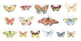 Fototapeta Kwiaty - Butterfly watercolor illustration.Manual composition.Big Set watercolor elements.