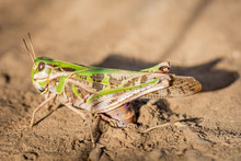 Green Grasshopper Laying Eggs In Soil