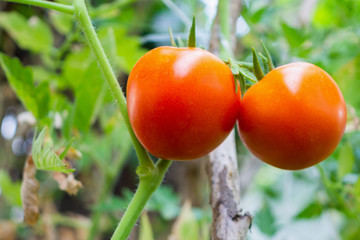 Fresh red ripe tomatoes plant hanging on the vine growth in organic garden ready to harvest