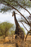 Fototapeta Sawanna - Vertical picture of a black giraffe walking under the acacias in the savanna of Tarangire National Park, in Tanzania