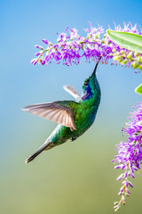 Blue hummingbird Violet Sabrewing flying next to beautiful red flower. Tinny bird fly in jungle. Wildlife in tropic Costa Rica. Two bird sucking nectar from bloom in the forest. Bird behaviour