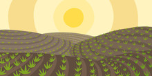Agricultural Field Landscape. Growing Young Plant Shoots. Plowed Earth. Brown Dirt. Crops Began To Sprout In The Spring Soil. Vector Colour Hand-drawn.