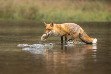 Beautiful Red Fox Standing On A Few Stones Over The Water Surface With A Fish In The Mouth. Pure Natural Wildlife Photo.