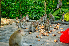 Many Monkeys Came To Breakfast In The Park.  Monkey Forest, Ubud, Bali, Indonesia.