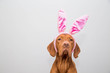 Hungarian vizsla dog wearing Easter bunny ears on gray background