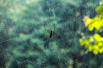 spider on web