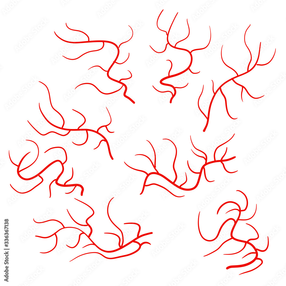 Vein and artery. Human circulatory system. Blood and capillaries. Red ...