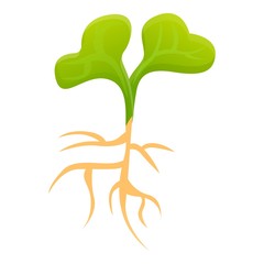 Poster - Cabbage plant icon. Cartoon of cabbage plant vector icon for web design isolated on white background