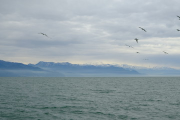 Different types of seagulls in the sky. Birds fly behind a fishing boat. Animals catch small fish. Black Sea. Spring, day, overcast.
