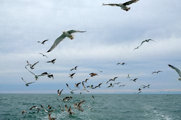 Different types of seagulls in the sky. Birds fly behind a fishing boat. Animals catch small fish. Black Sea. Spring, day, overcast.
