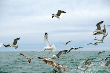 Different types of seagulls in the sky. Birds fly behind a fishing boat. Animals catch small fish. Black Sea. Spring, day, overcast.
