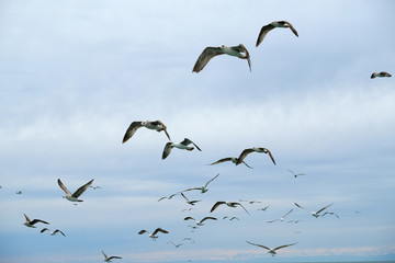 Different types of seagulls in the sky. Birds fly behind a fishing boat. Animals catch small fish. Black Sea. Spring, day, overcast.
