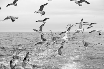 Different types of seagulls in the sky. Birds fly behind a fishing boat. Animals catch small fish. Black Sea. Spring, day, overcast.
