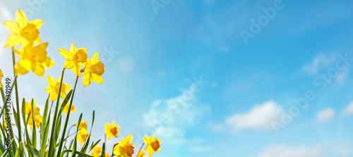 Photographie Spring flower background Daffodils against a clear blue sky