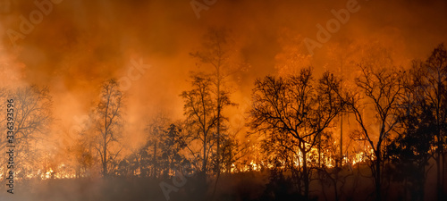 Fotografía Rain forest fire disaster is burning caused by humans
